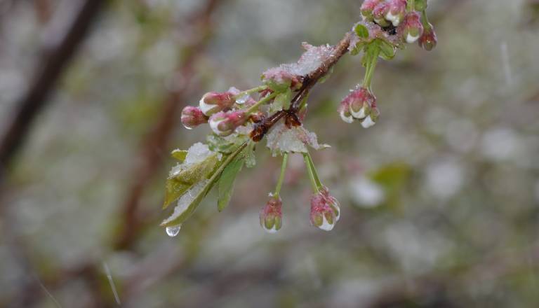 Šok za april: Po 25 stopinjah prihaja slana in temperature pod ničlo