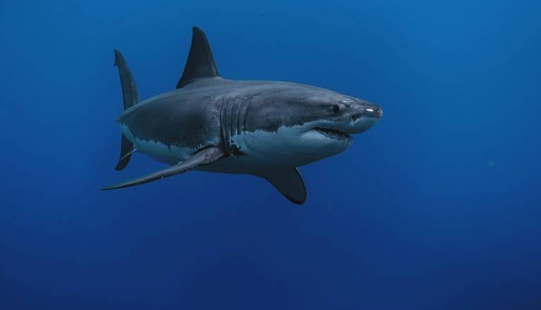 Morski psi plavajo v koktajlu drog, v njihovi krvi odkrili kokain in razna zdravila