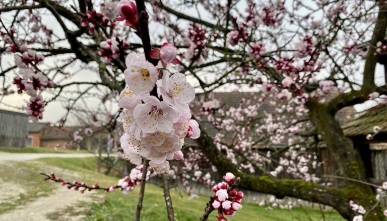 Pred nami aprilska pozeba, največja nevarnost za marelice, češnje ...