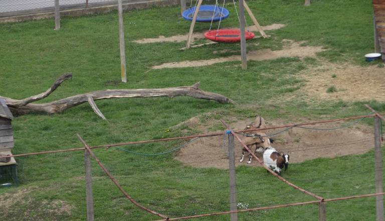 Anonimka o razmerah v ptujskem vrtcu