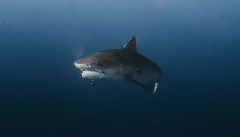 V krvi morskih psov odkrili kokain in protibolečinska zdravila