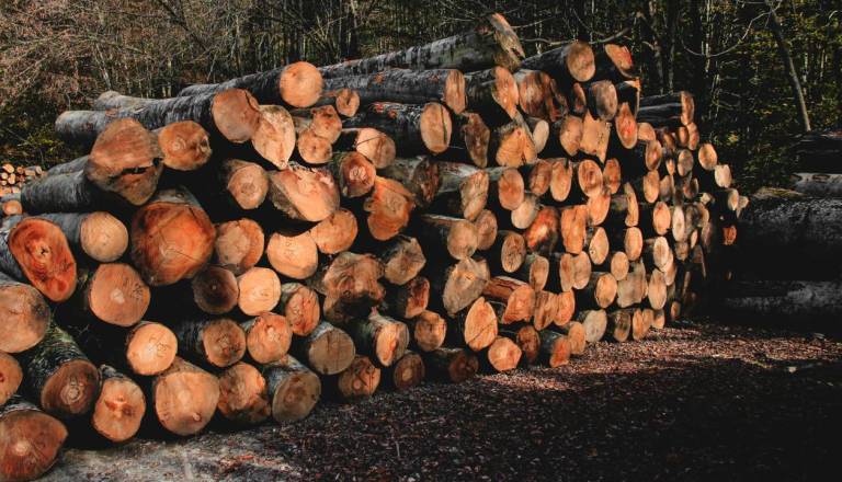 Mariborska občina prodaja les, na voljo več kot 180 kubikov. Cena pa ...