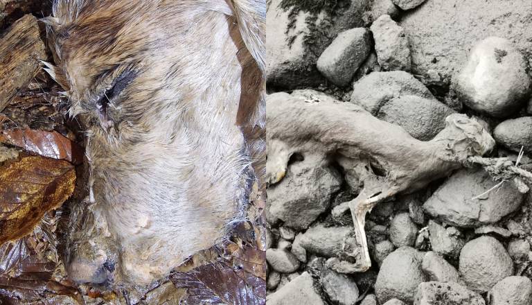 Pretresljiva primera poginulih psov: Enega našli zakopanega, drugega privezanega v Savi