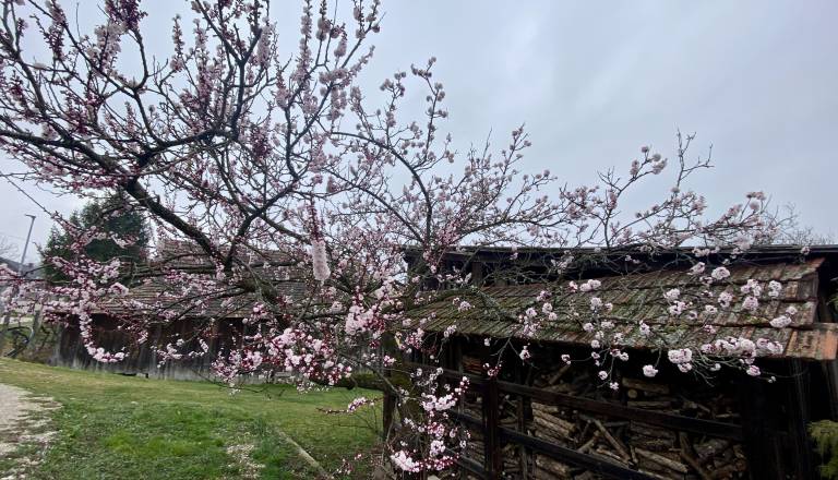 Pred nami je aprilska pozeba, največja nevarnost pa za ...