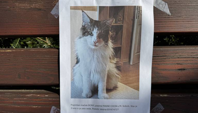 Kam je odšel Bony? V Murski Soboti pogrešajo tega mačka