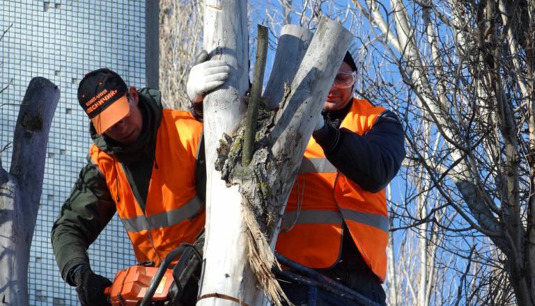 Alarm zaradi dreves pri Tobačni: Primer pokazal, zakaj je skrb Ljubljančanov pomembna
