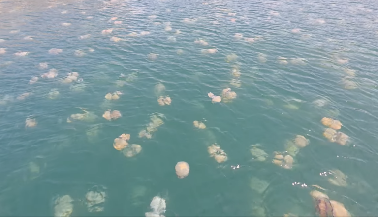 VIDEO: Nenavadni prizori v Jadranu, poglejte, kakšna invazija meduz