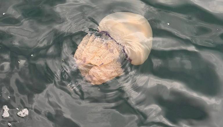 FOTO: Slovensko morje polno meduz, njihov ožig je lahko zelo boleč