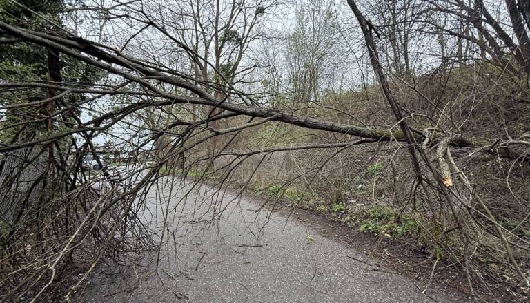 Močni sunki vetra na Štajerskem povzročali težave: Drevesa padala na ceste in objekte