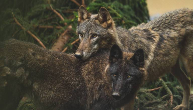 Ljubljanski ZOO dobiva novo podobo: Volkovi v večjo ogrado, prihajajo tudi novi medvednjak, center in šola