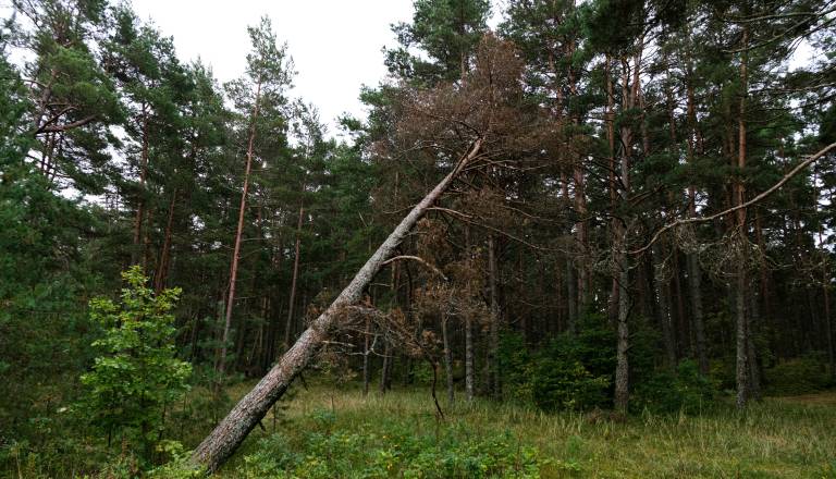 Nevihte in močan veter povzročali težave po Sloveniji: Drevesa padala na ceste, veter poškodoval ostrešji