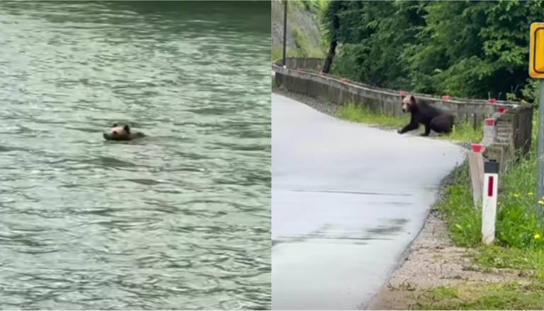 VIDEO: Srečal medveda, ki je preplaval 'mejo Kolpo' in prišel v Slovenijo