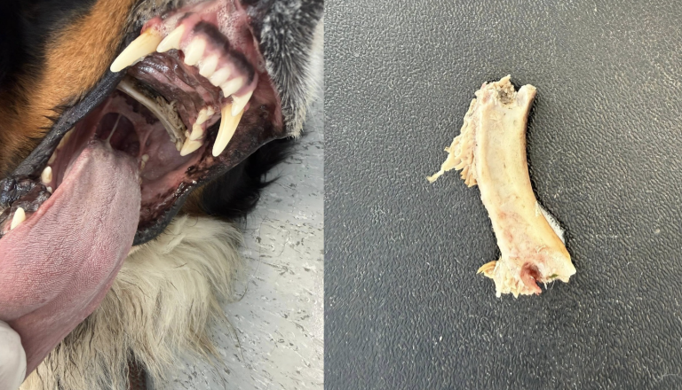 Veterinarji svarijo pred nevarnostjo, na katero mnogi lastniki pozabijo