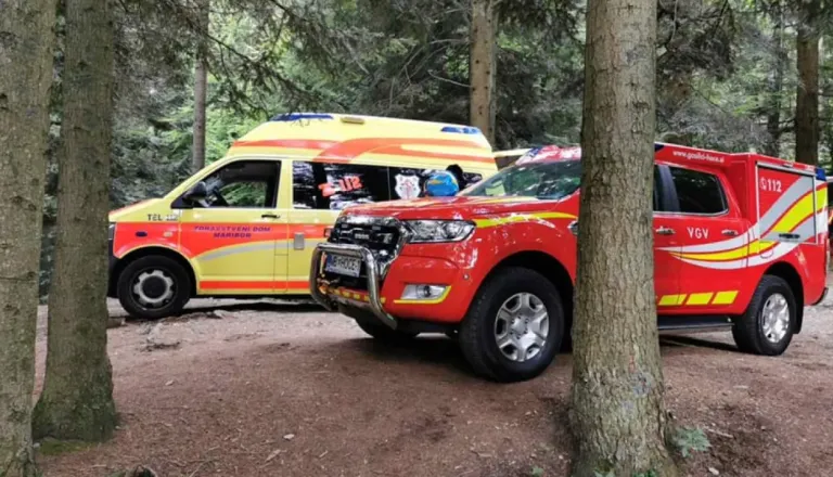 Med podiranjem drevja drevo padlo na vozilo, voznik umrl na kraju