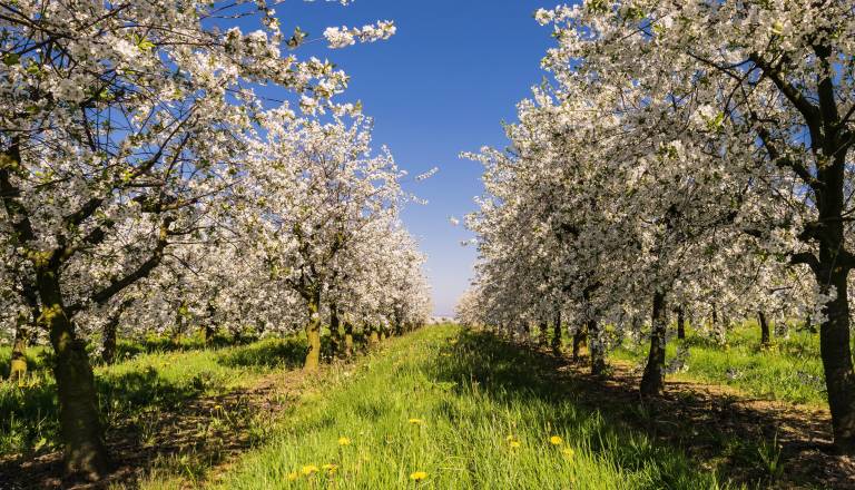 Tako hude so posledice vremenskih razmer, ogrožene so poljščine in vinogradi 