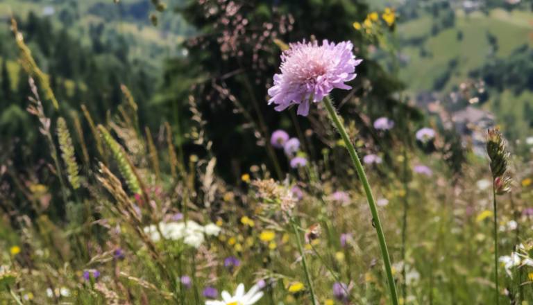 V Bohinju se začenja cvetlični spektakel: Festival alpskega cvetja z botaničnimi turami, kulinariko in delavnicami