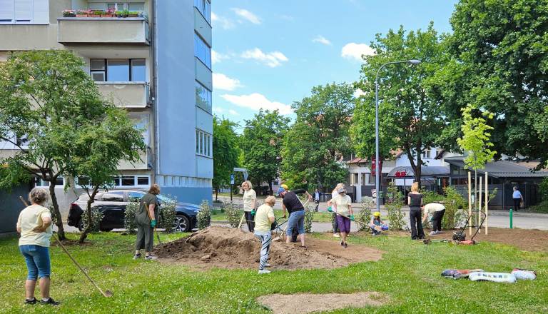 FOTO: Konec divjega parkirišča pri Bureku v Savskem naselju – stanovalci in Zeleni nadzorniki zasadili lipe