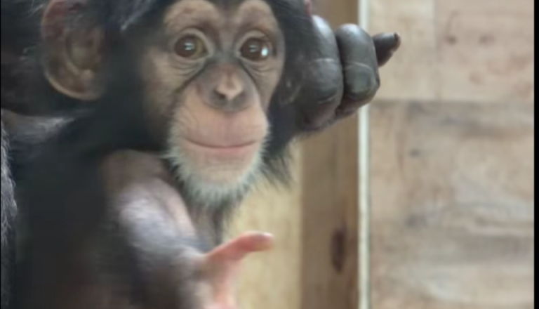 VIDEO: Mali Togo iz ZOO Ljubljana praznuje pol leta in navdušuje s svojimi vragolijami