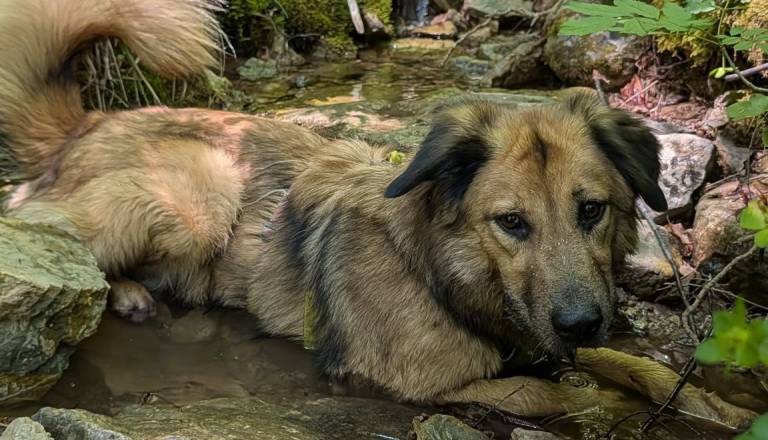Gesta jeseniškega avto servisa ganila Ljubljančanko Katjo. Poglejte, kaj so naredili zaradi njene psičke