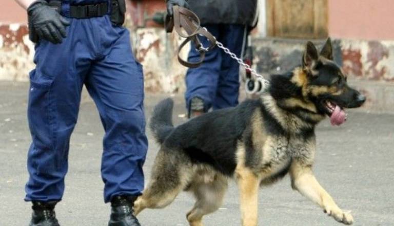 Policijski pes pri Kranju našel poškodovanega voznika v Savi