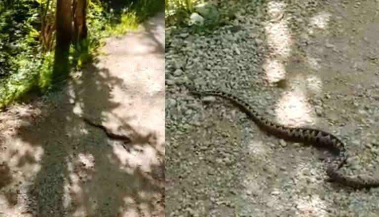 Pozor na Razgledni poti: Mimoidoči posneli modrasa, ljudje v strahu