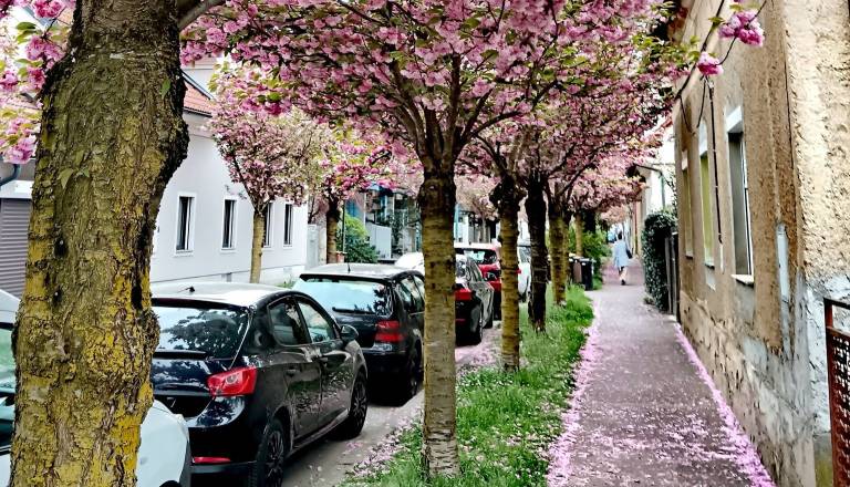 Na 'najlepši' ulici v Ljubljani parkomati, drugje pa referendum proti parkirninam