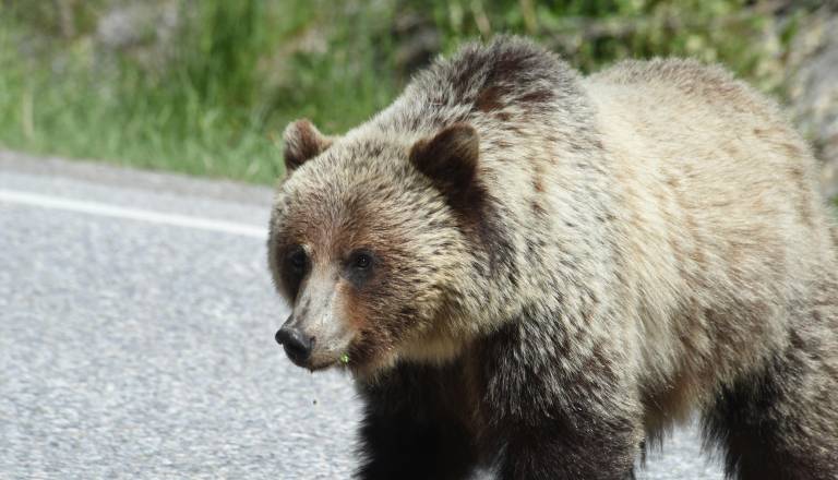 Voznik na Loškem ostal brez besed: Pred njim po cesti tekel medved