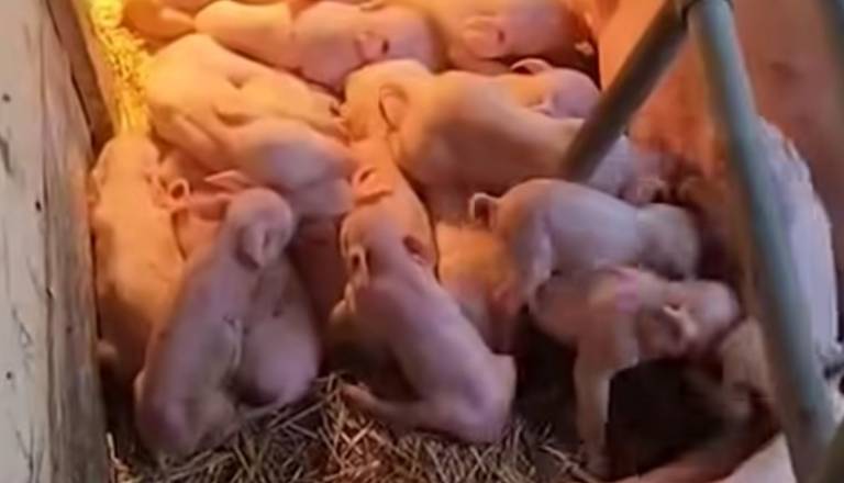 VIDEO: Neverjeten prizor na farmi, svinja povrgla kar 33 pujskov