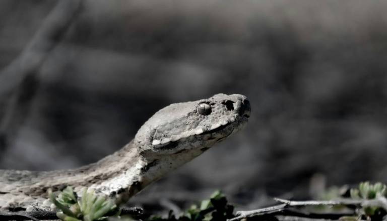 Iz Gorenjske številni posnetki nevarnega modrasa. Tokrat opažen pri priljubljenem bivaku