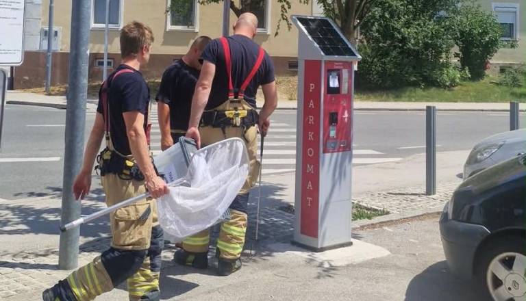 Saj ni res, pa je! Želela je plačati parkirnino, nato pa v parkomatu zagledala kačo 