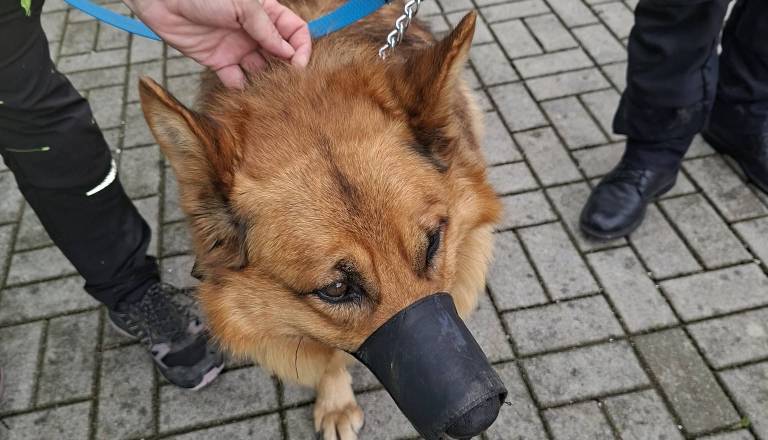 Ga poznate? Na območju Ptuja našli prijaznega psa, lastnika še iščejo
