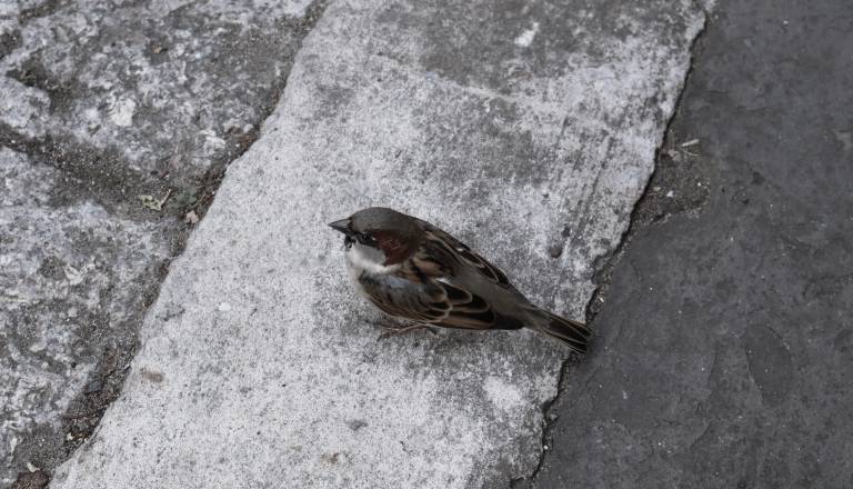 Zgodba iz Ljubljane sprožila ogorčenje: Američan naj bi namerno pohodil vrabčka in ga odvrgel v smeti