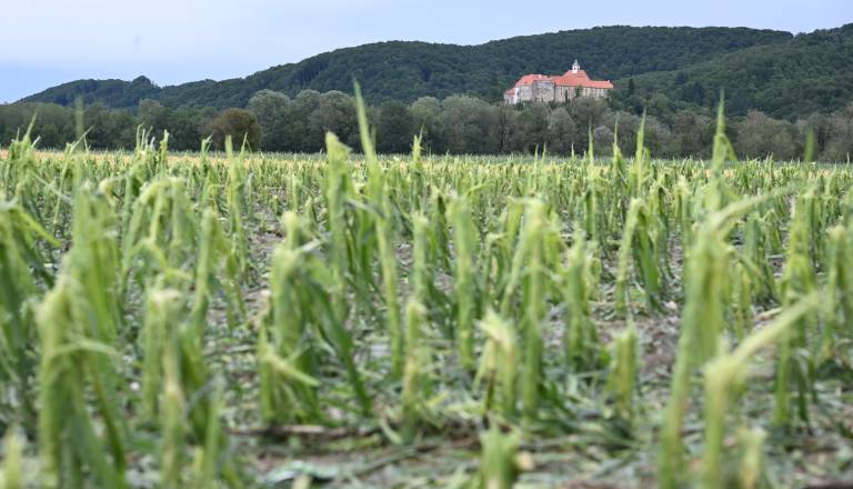FOTO in VIDEO: Opustošenje po neurju na Ptujskem, škoda v kmetijstvu ogromna