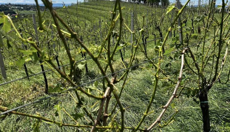 Neurje ni prizaneslo niti čez mejo, na Madžerkinem bregu uničeni vinogradi