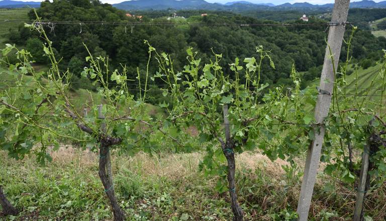 Po toči šteje vsak dan, KGZS Ptuj z napotki za kmetovalce