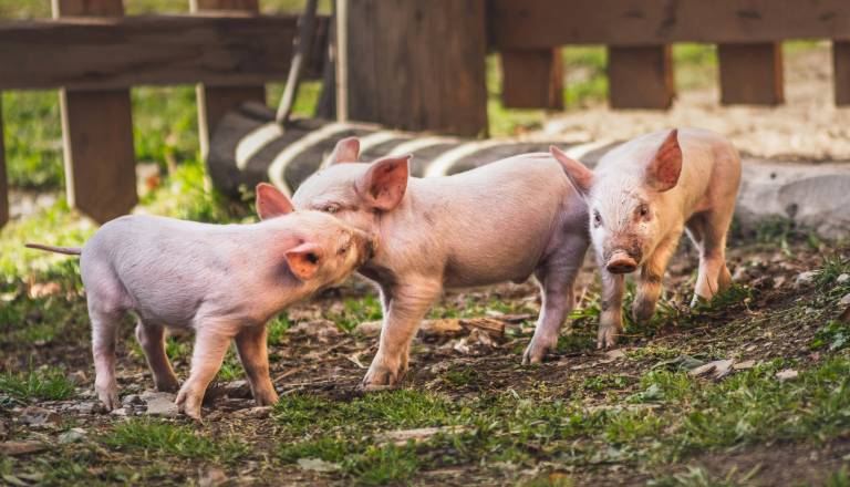 Slovenska svinjina ali le slovenski izdelek? Dolenjski strokovnjak opozarja na zavajajoče oznake