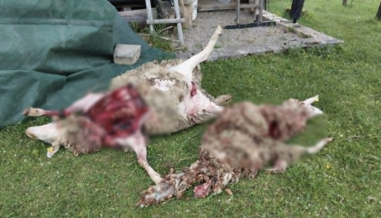 FOTO: Pretresljivi prizori iz Dolenjske, medved raztrgal vrata in pokončal ovce
