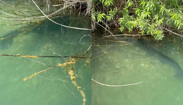 VIDEO: Na Soboškem jezeru opazili orjaka, dolgega več kot meter in pol
