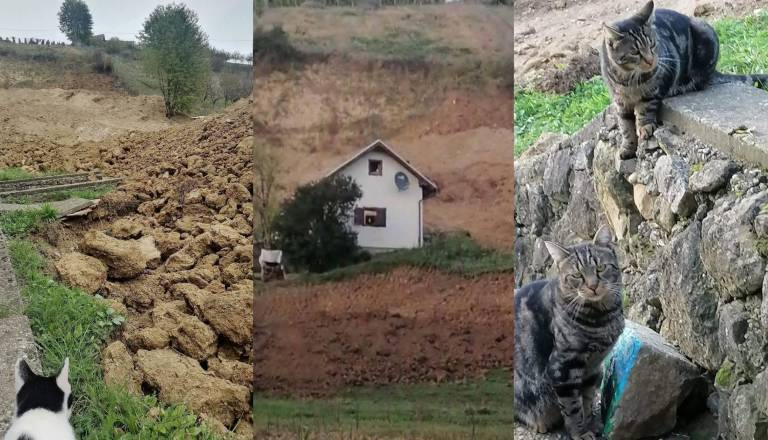 Najprej plaz v Halozah, nato poškodba, v stiski ostala sama z 18 mačkami