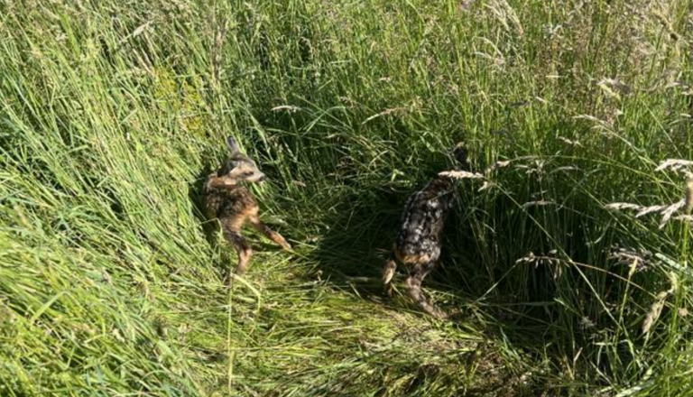 Kaj storiti, če najdete poškodovano divjo žival? Najprej brez panike