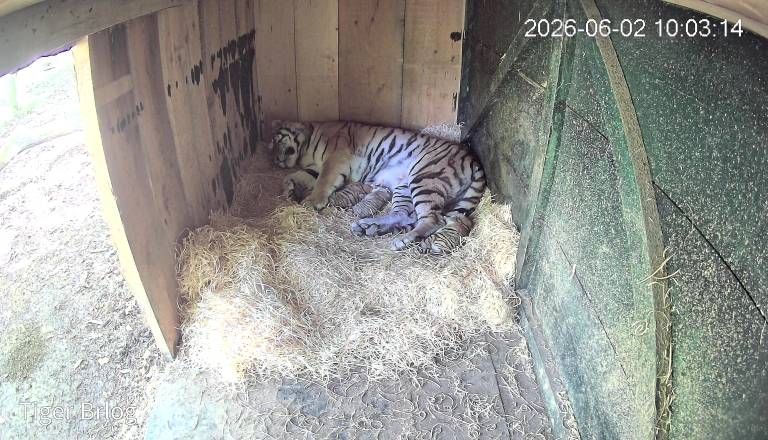 FOTO: V ZOO Ljubljana veliko veselje, skotili so se trije mladički sibirskega tigra