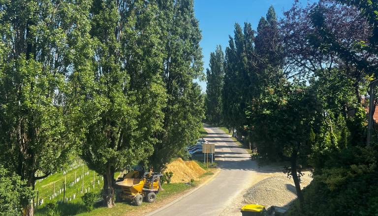 Na Jeruzalemu bodo obnovili del drevoreda, zasadili bodo 30 novih dreves