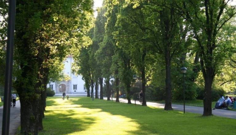 Pred akcijo proti vranam v Murski Soboti zaokrožila srhljiva informacija: »Nastavljajo kruh z antifrizom«