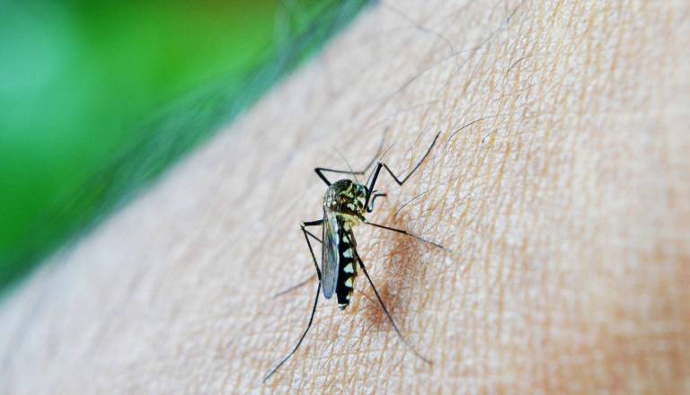 Nadležni insekti: Kateri so poleti v Sloveniji resnično nevarni?