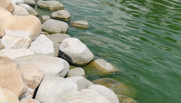 Na priljubljeni plaži pri Ljubljani kopanje odsvetovano, v vodi odkrili bakterijo E. coli