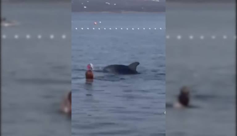 Osupljiv prizor v Dalmaciji: Delfin se je med kopalci igral z napihljivo žogo