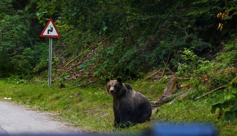 Motorist pri Cerknici trčil v medveda