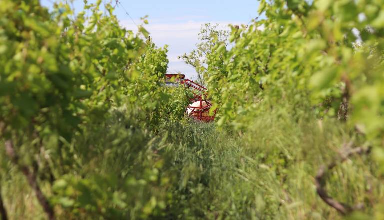 Tragična nesreča v vinogradu: Prevrnil se je traktor, traktorist umrl