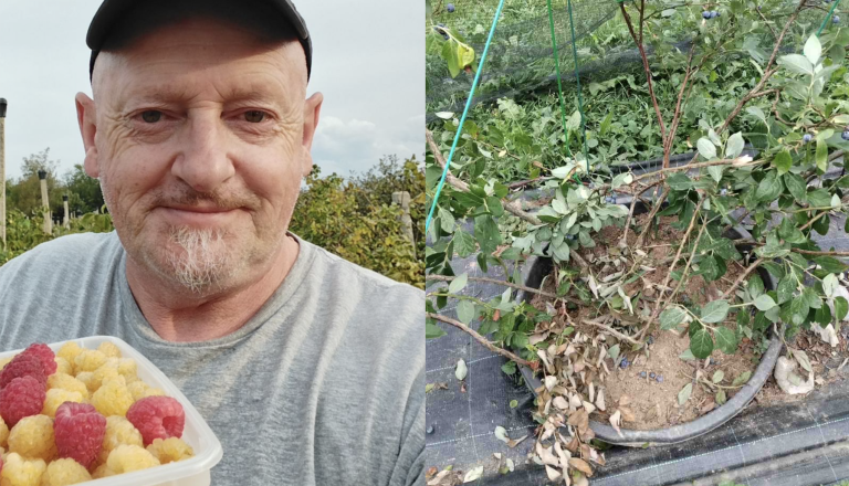 FOTO: Kočevcu že tretjič letos vdrli v nasad, tokrat ukradli okoli 100 kilogramov borovnic in polomili grme