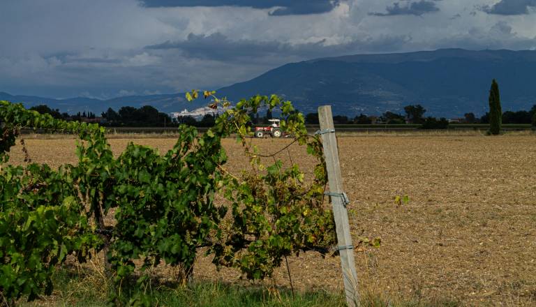 V vinogradu se je prevrnil traktor, voznik poškodbam podlegel